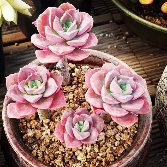 肉友推荐养的多肉植物,国外肉友养的多肉