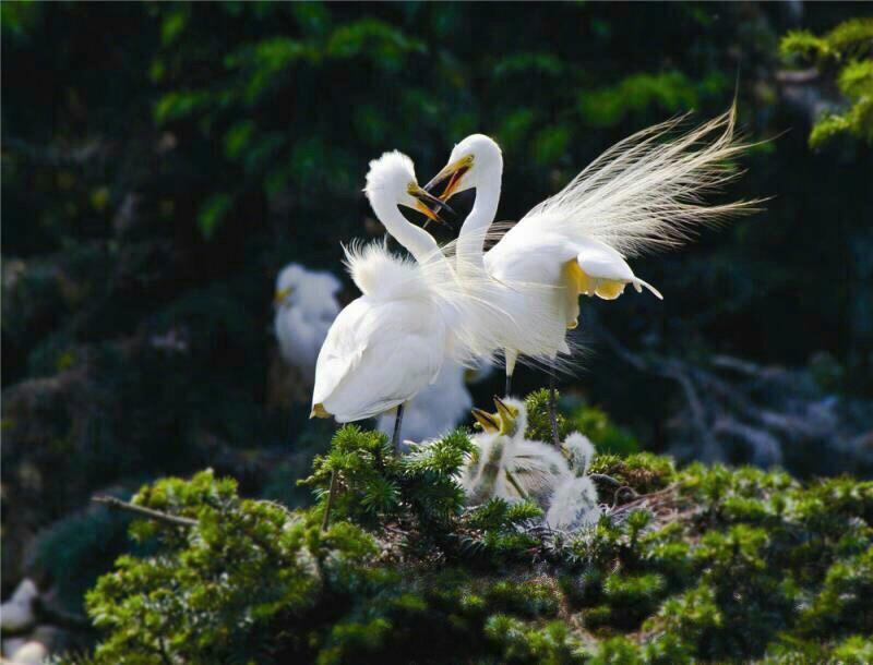 怎样学习对对联,学习对联最好方法