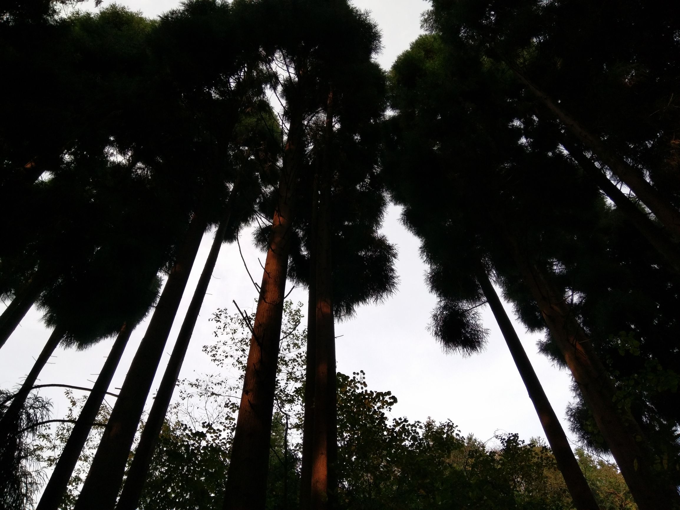 峨眉半山七里坪吃什么,峨眉半山七里坪怎样