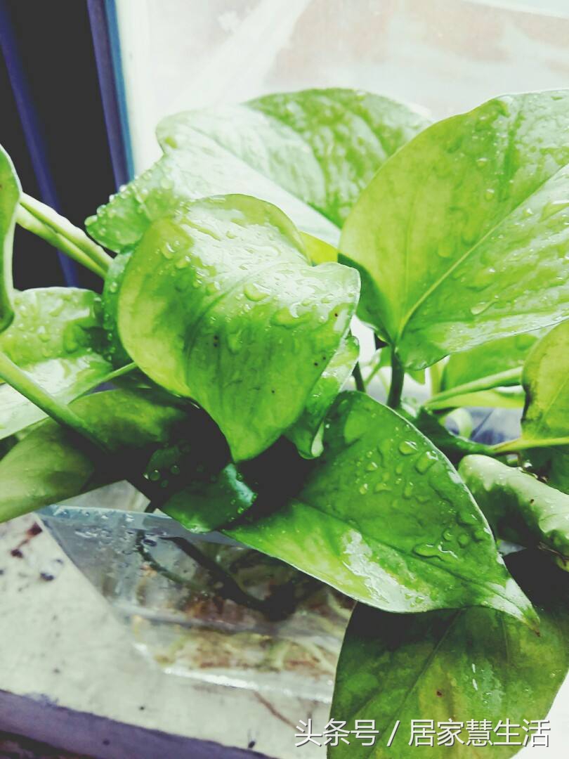 绿萝老是蔫头耷脑的,绿萝光秃秃只剩杆子了