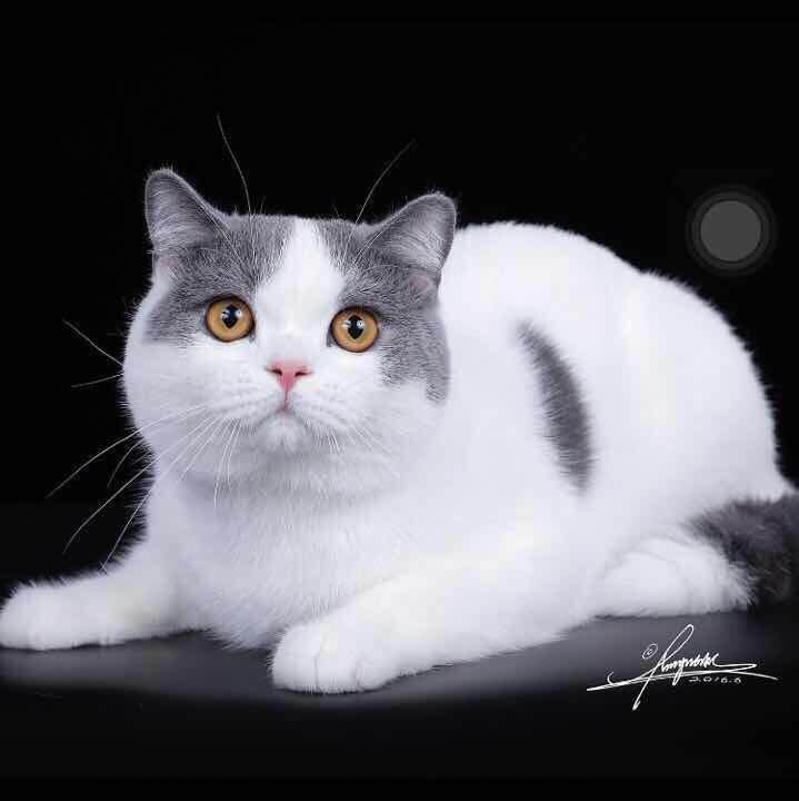 猫抓了出血了需要打狂犬疫苗吗,猫抓狗咬需要打狂犬疫苗吗