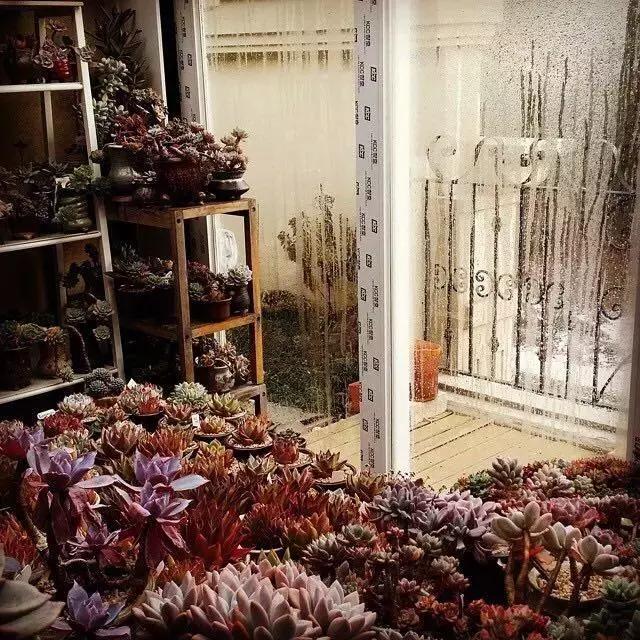 肉友推荐养的多肉植物,国外肉友养的多肉