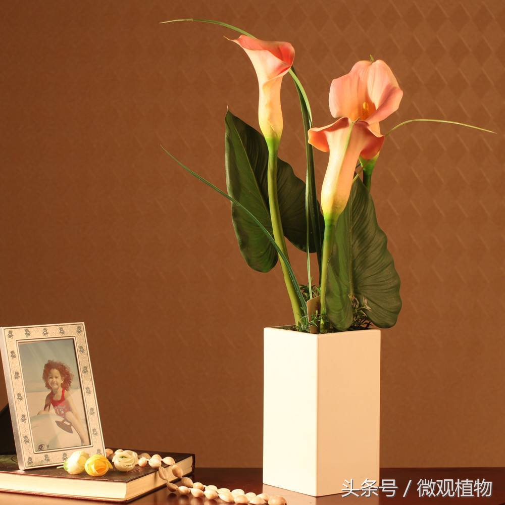 马蹄莲怎么养才会长得大,马蹄莲怎么养才能更旺盛