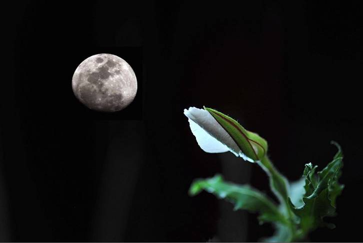 「词风雅韵」秦玉彦｜为君十赋鹧鸪天