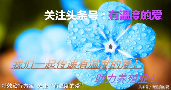 鸽病治疗经验分享