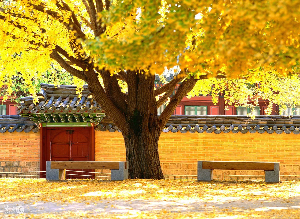 农村院子不宜种什么植物,家里院子种植什么植物对风水最好