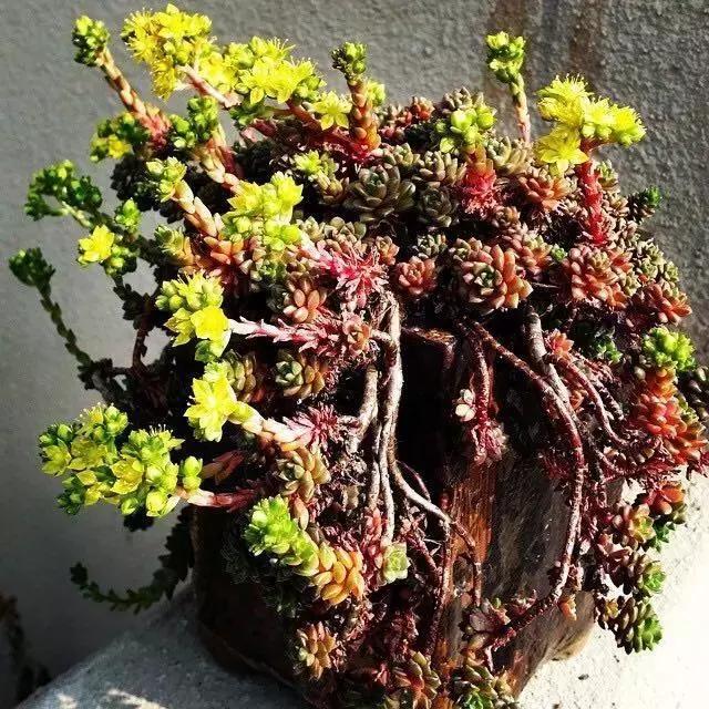 肉友推荐养的多肉植物,国外肉友养的多肉