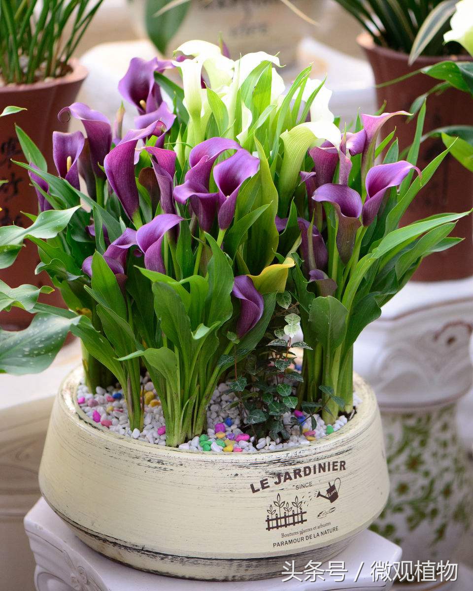 马蹄莲怎么养才会长得大,马蹄莲怎么养才能更旺盛