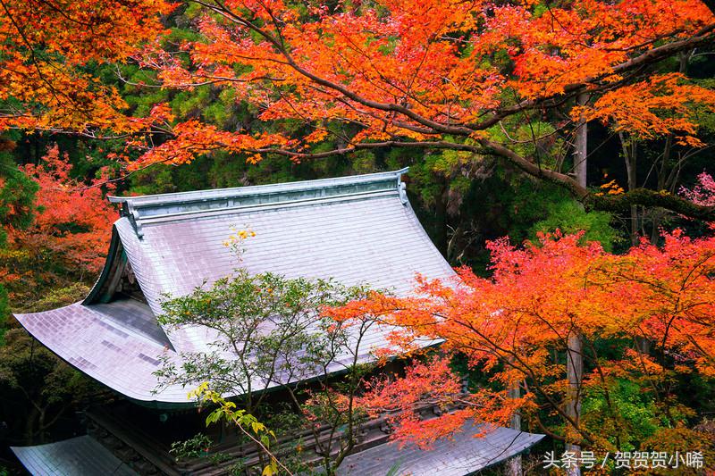 游轮旅行日本攻略,坐游轮去日本大概需要多少钱