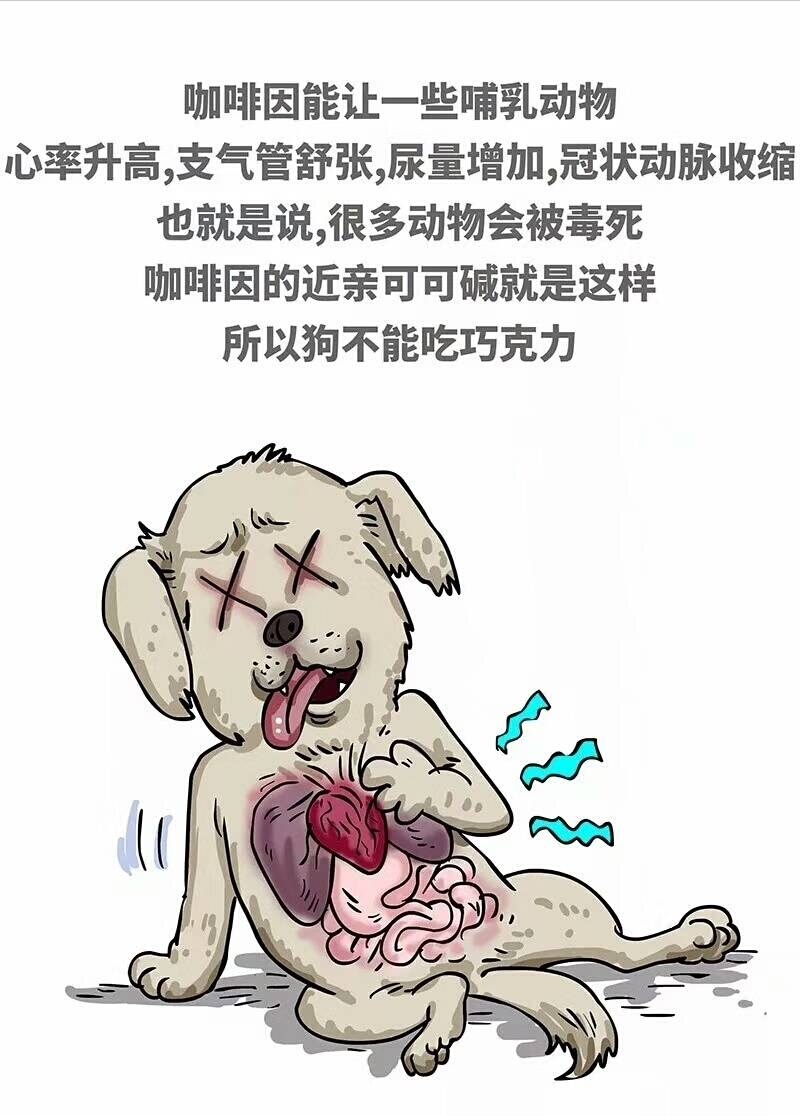 狗狗偷吃了巧克力后应该如何救治,宠物狗狗误食巧克力饼干该怎么办