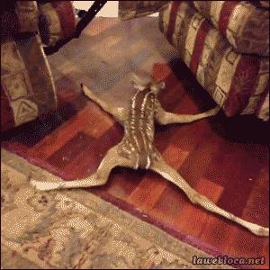 澶ц劯鐚殑鐑︽伡,澶ц劯鐚殑鐑︽伡瑙ｈ