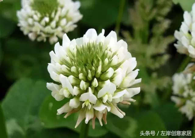 100种室内植物大全,户外小景观植物大全