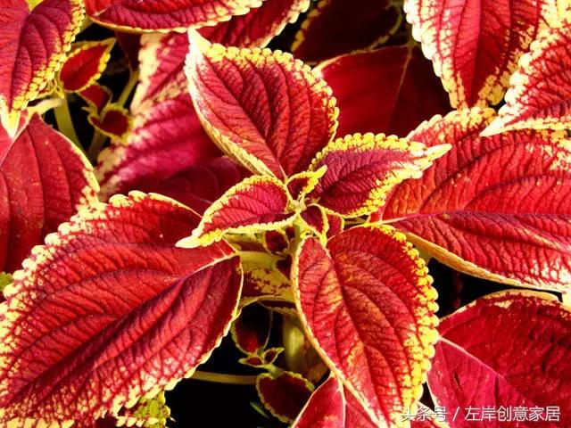 100种室内植物大全,户外小景观植物大全