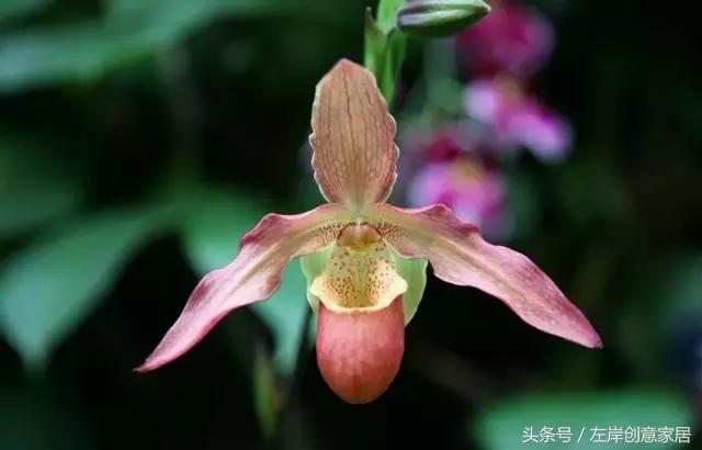 100种室内植物大全,户外小景观植物大全