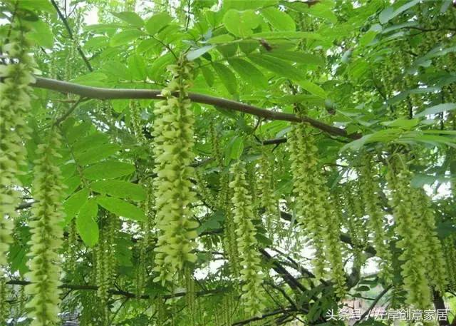 100种室内植物大全,户外小景观植物大全