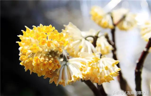 100种室内植物大全,户外小景观植物大全