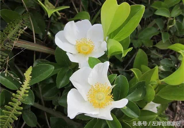 100种室内植物大全,户外小景观植物大全