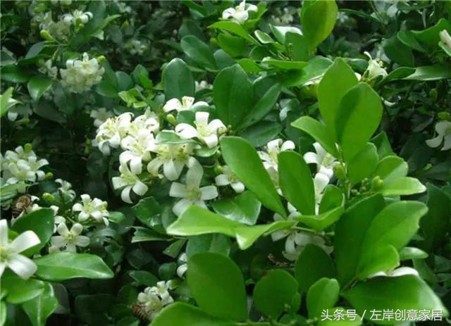 100种室内植物大全,户外小景观植物大全