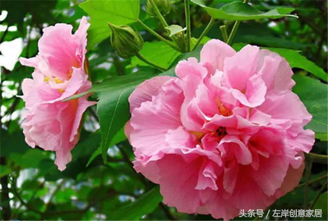 100种室内植物大全,户外小景观植物大全