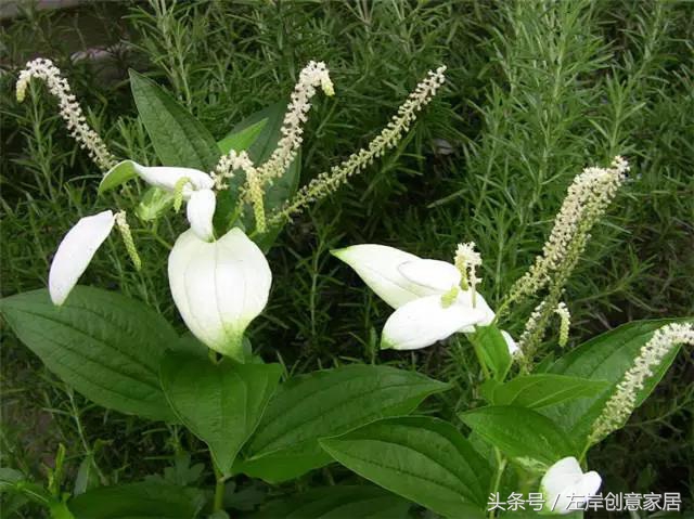 100种室内植物大全,户外小景观植物大全