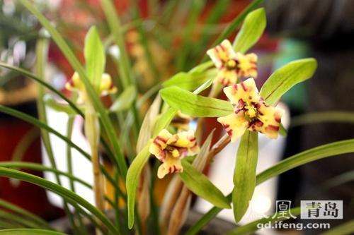 最贵的天价兰花图片,真正的天价兰花图片