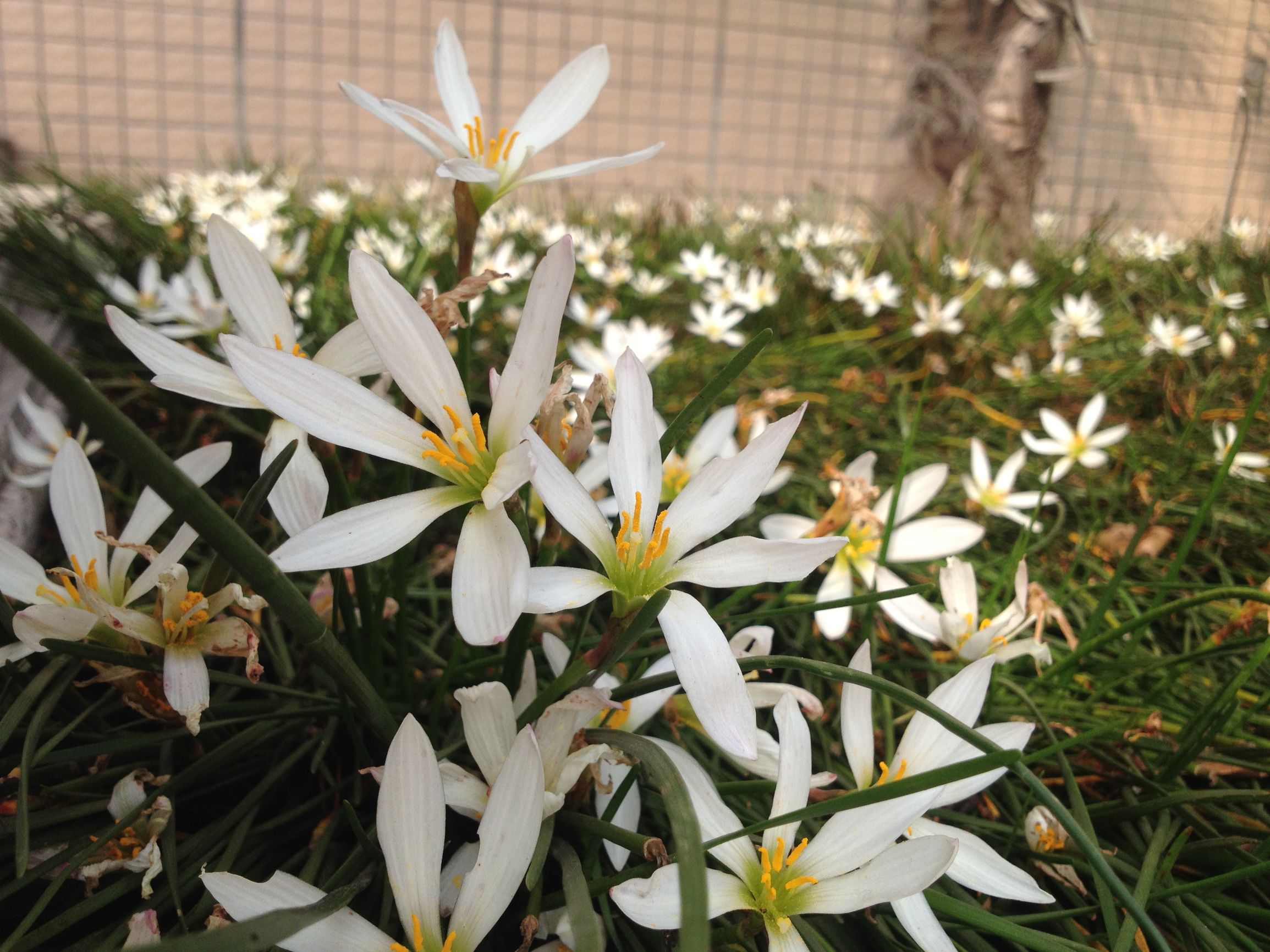 iphone4s经典怀旧版,12年前的苹果4s拍照有多牛