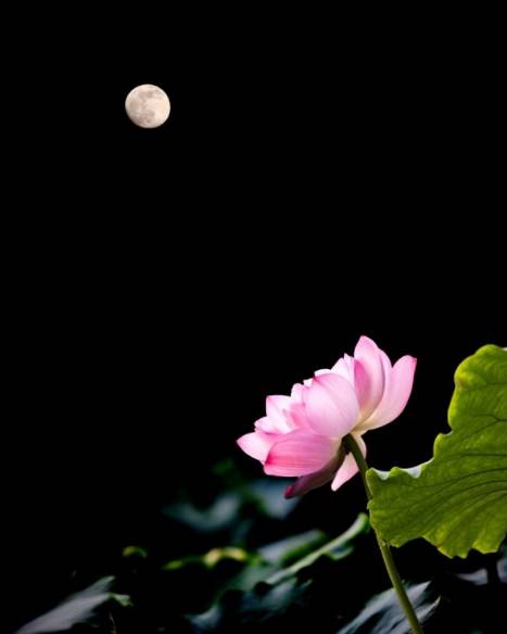 「词风雅韵」秦玉彦｜为君十赋鹧鸪天