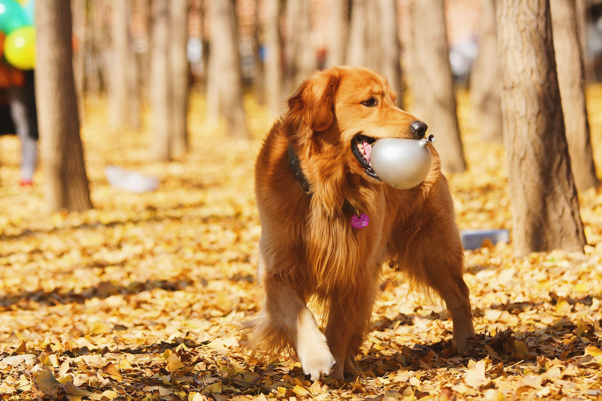 狗狗偷吃了巧克力后应该如何救治,宠物狗狗误食巧克力饼干该怎么办