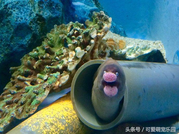 澶ц劯鐚殑鐑︽伡,澶ц劯鐚殑鐑︽伡瑙ｈ