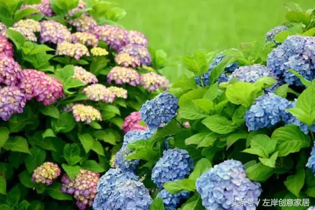 100种室内植物大全,户外小景观植物大全