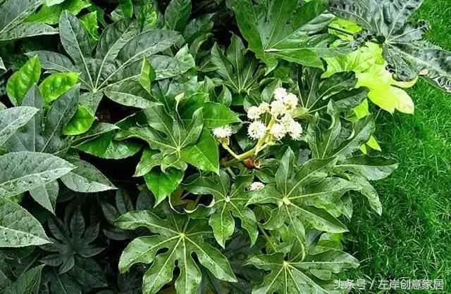 100种室内植物大全,户外小景观植物大全