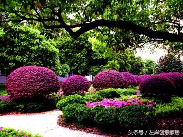 100种室内植物大全,户外小景观植物大全