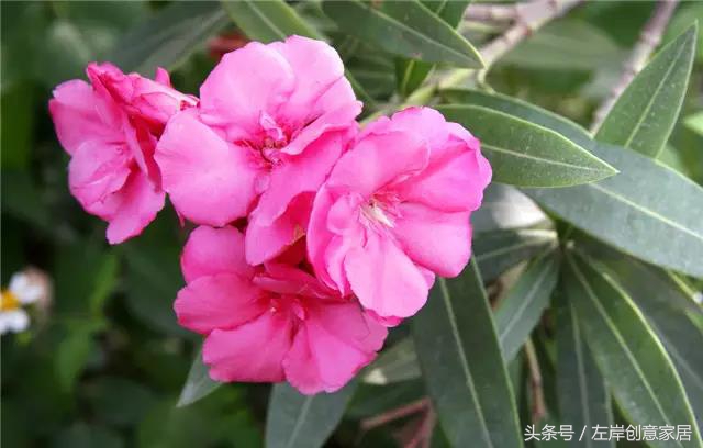 100种室内植物大全,户外小景观植物大全