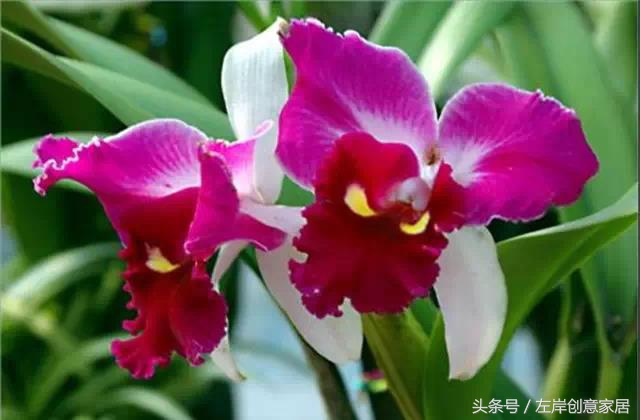 100种室内植物大全,户外小景观植物大全