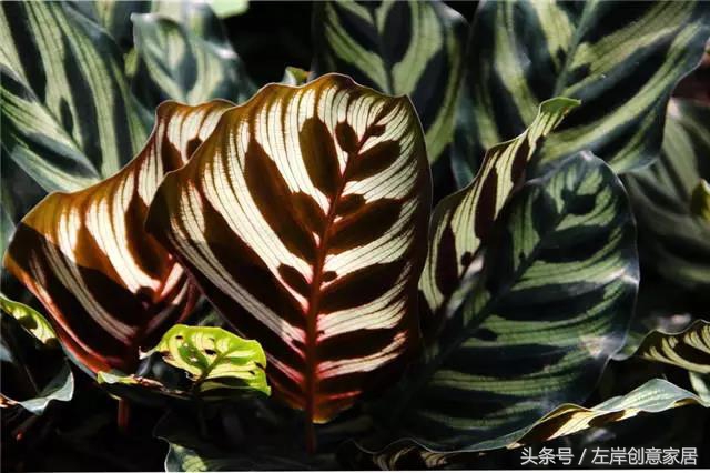 100种室内植物大全,户外小景观植物大全