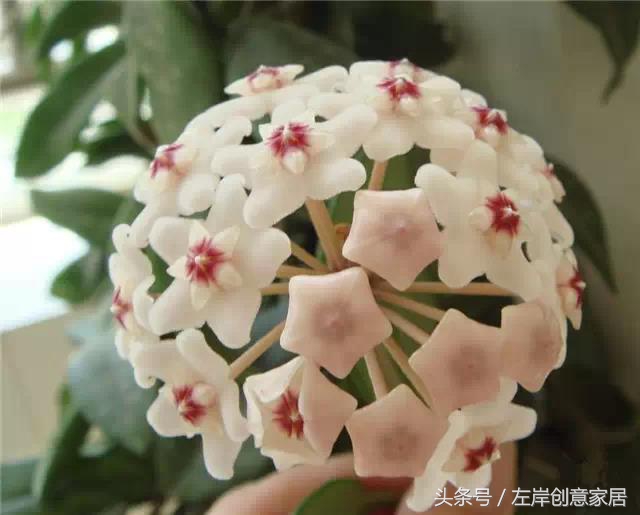 100种室内植物大全,户外小景观植物大全