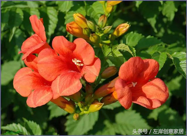 100种室内植物大全,户外小景观植物大全