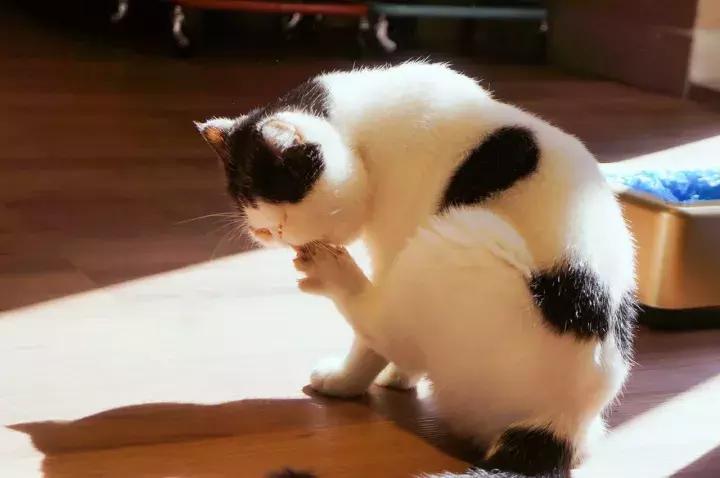 武汉汉街猫咖,武汉永旺猫咖