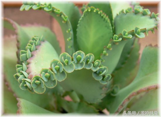 为什么这个国家的人如此喜欢送这种植物给孕妇？