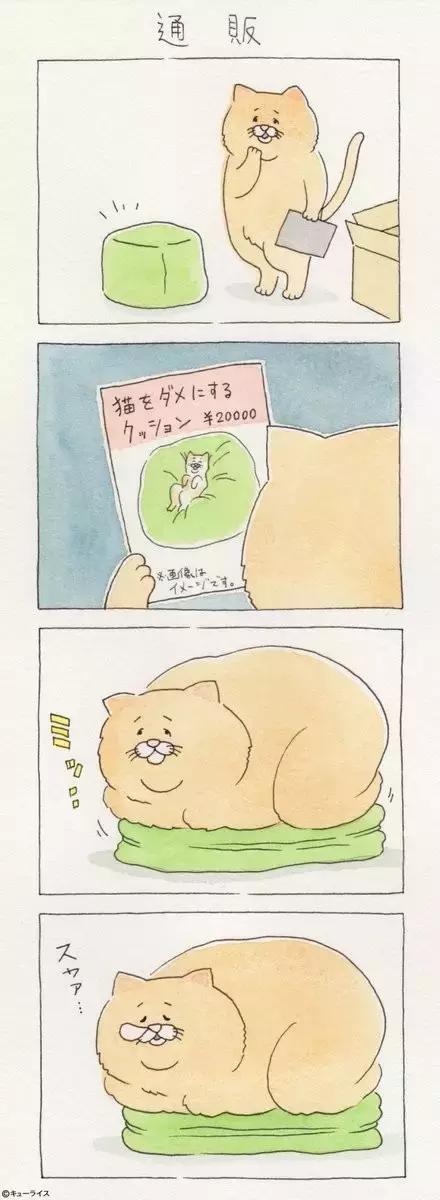 一只普通橘猫的成长史,橘猫的真实成长