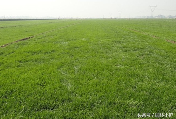 园林草坪改造设计草图,园林草坪修剪机器视频