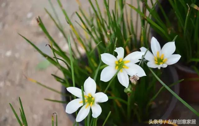 100种室内植物大全,户外小景观植物大全