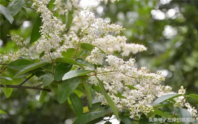 100种室内植物大全,户外小景观植物大全