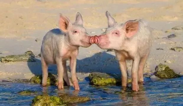 怎么处理学生早恋的问题,学生早恋怎么办班主任