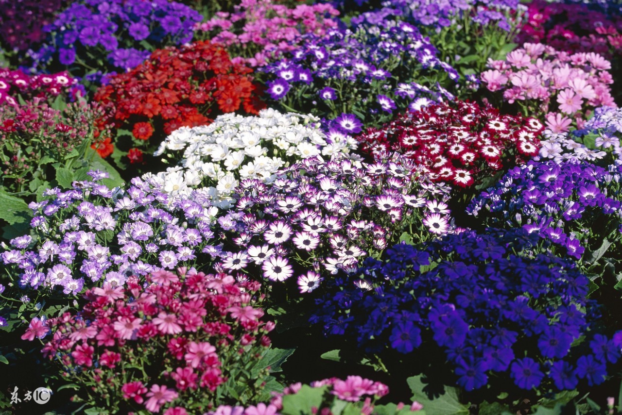 71属猪女明年运势,83年属猪明年运势