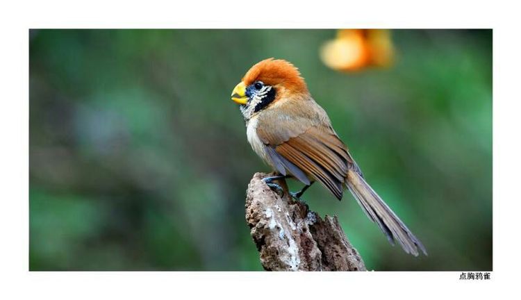 2018年鸟趣日历，太精美了，人手一份，值得收藏！