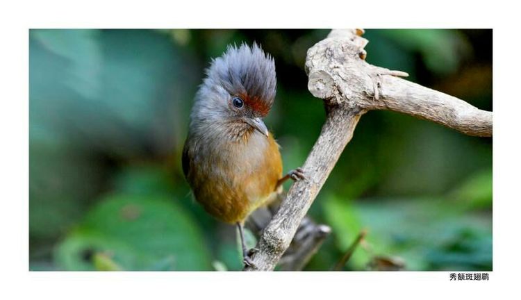 2018年鸟趣日历，太精美了，人手一份，值得收藏！