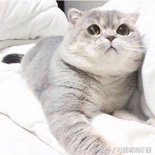 澶ц劯鐚殑鐑︽伡,澶ц劯鐚殑鐑︽伡瑙ｈ