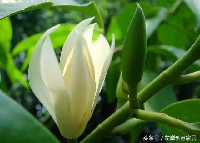 100种室内植物大全,户外小景观植物大全