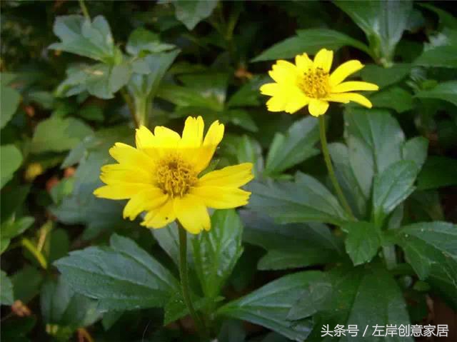 100种室内植物大全,户外小景观植物大全